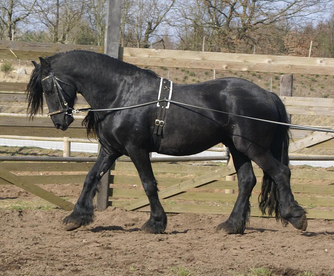 Frieser  Guido Van Robico billede 10