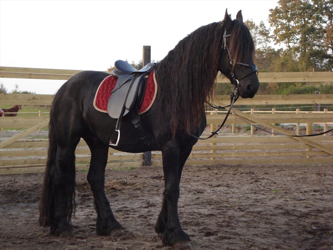 Frieser  Guido Van Robico billede 13