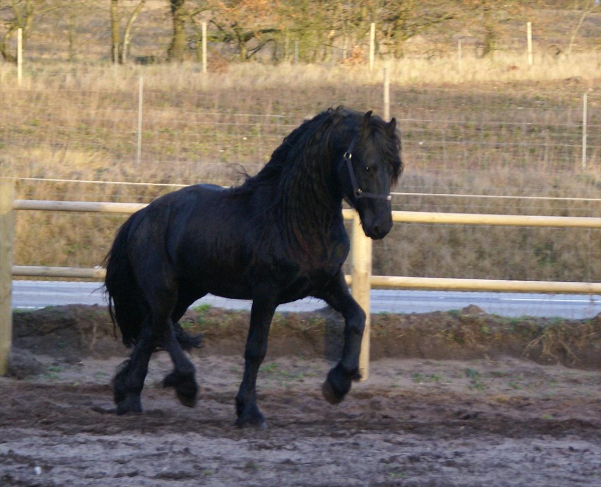 Frieser  Guido Van Robico billede 15