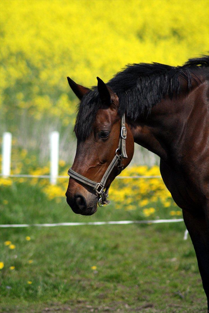 Traver Odessa B - Billed taget af pia billede 15