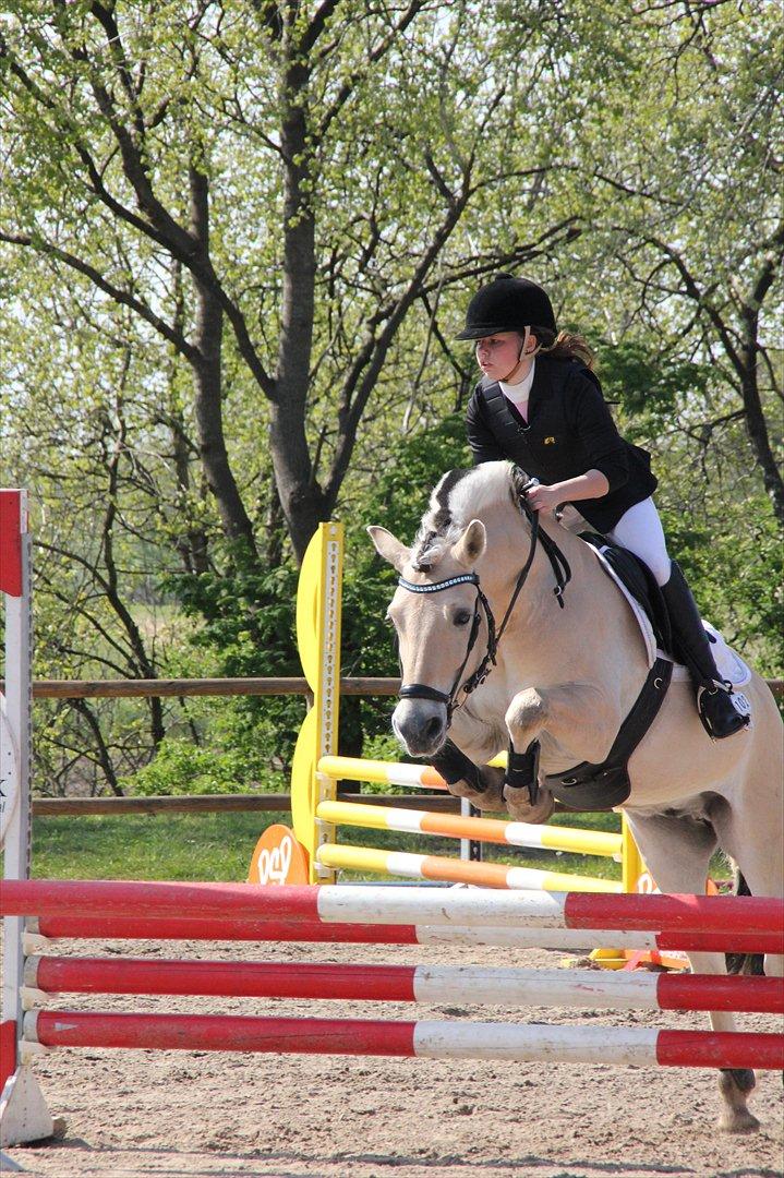 Fjordhest Cox Tidselbjerg*stjernen* - DM finalen 2012 <3 Endte som nr 6 billede 17