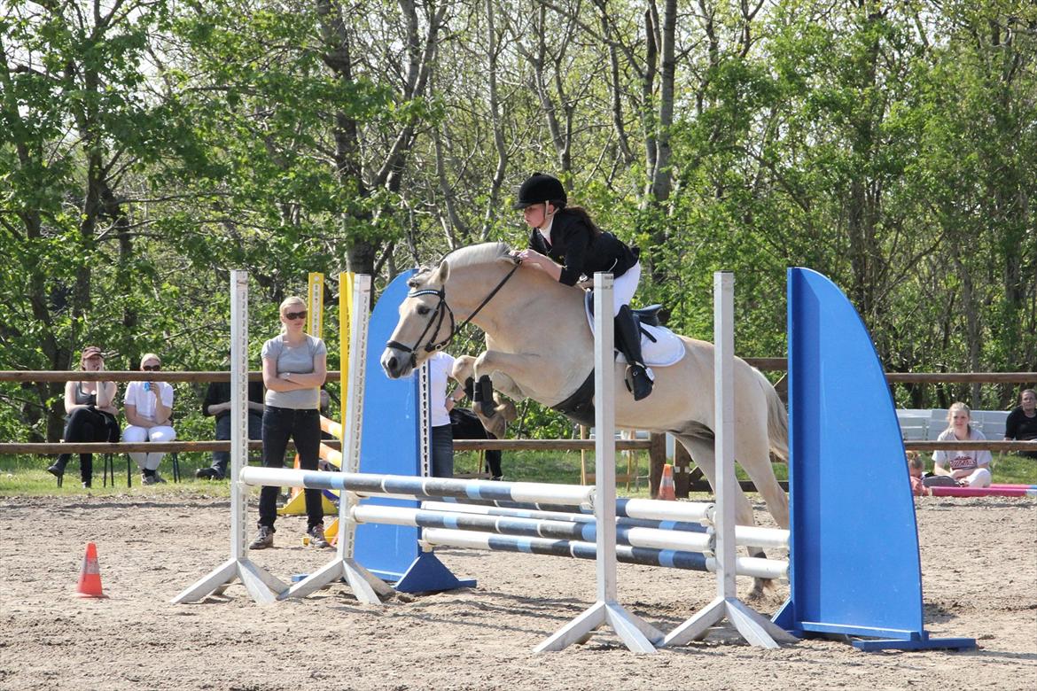Fjordhest Cox Tidselbjerg*stjernen* - DM finalen 2012 endte som nr 6 <3 billede 18