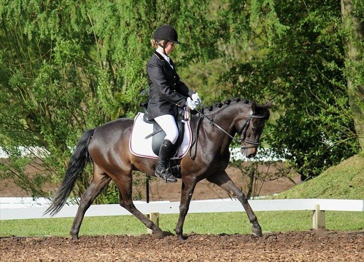 Hollandsk Sportspony Egano. - Taget af CHS-PHOTO  billede 8