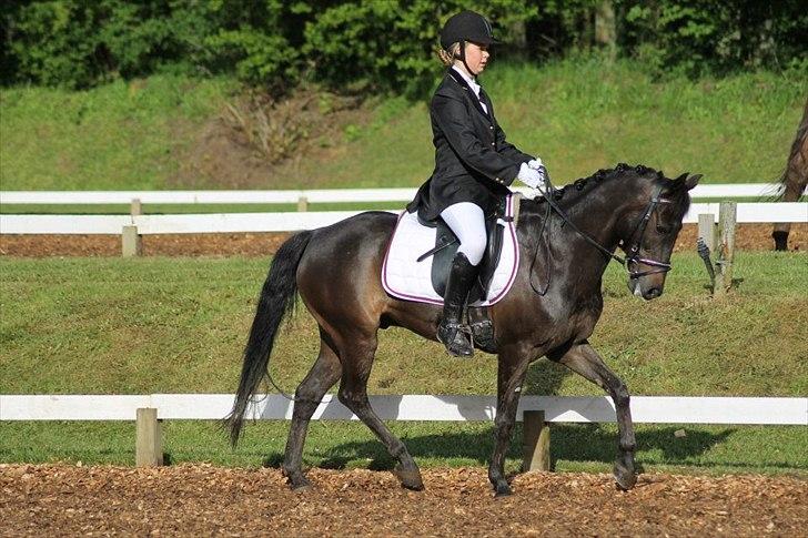 Hollandsk Sportspony Egano. - Morsø <3333333333333 billede 9