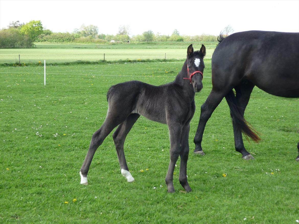 Oldenborg Spankengårdens Zola billede 1