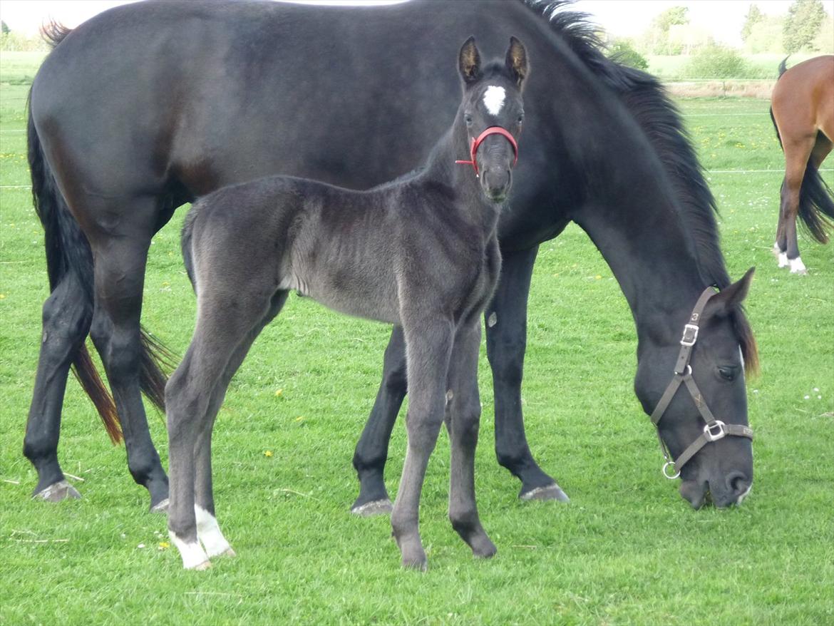 Oldenborg Spankengårdens Zola billede 2