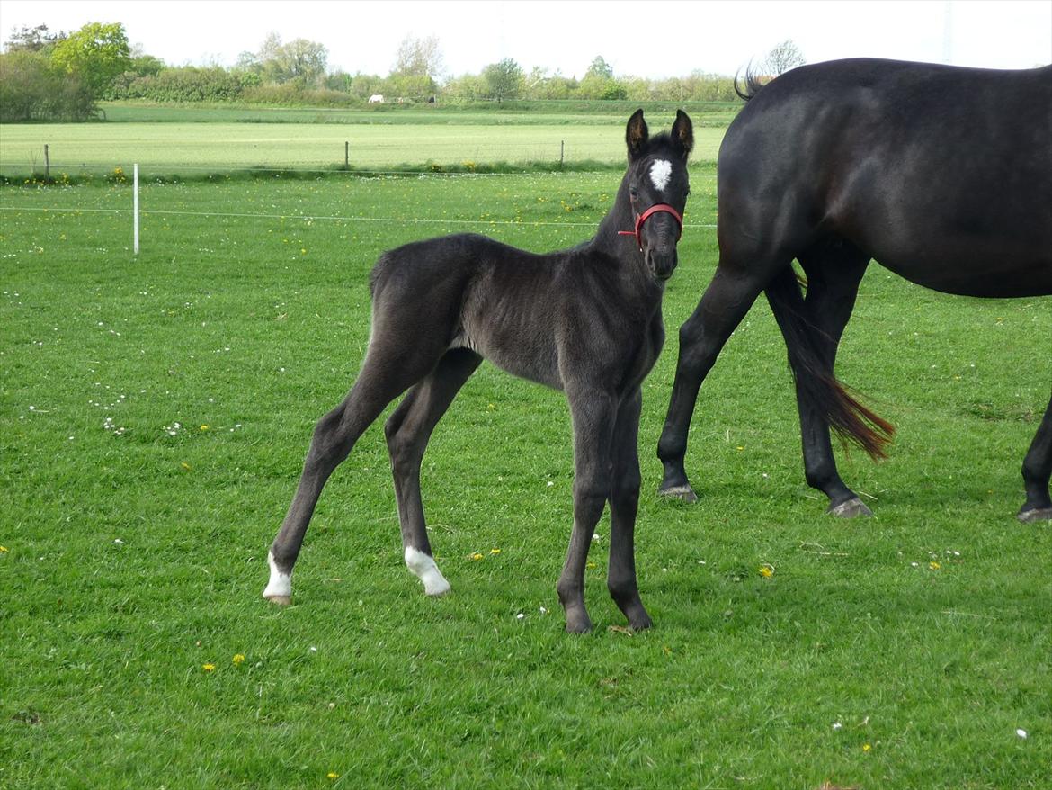 Oldenborg Spankengårdens Zola billede 3