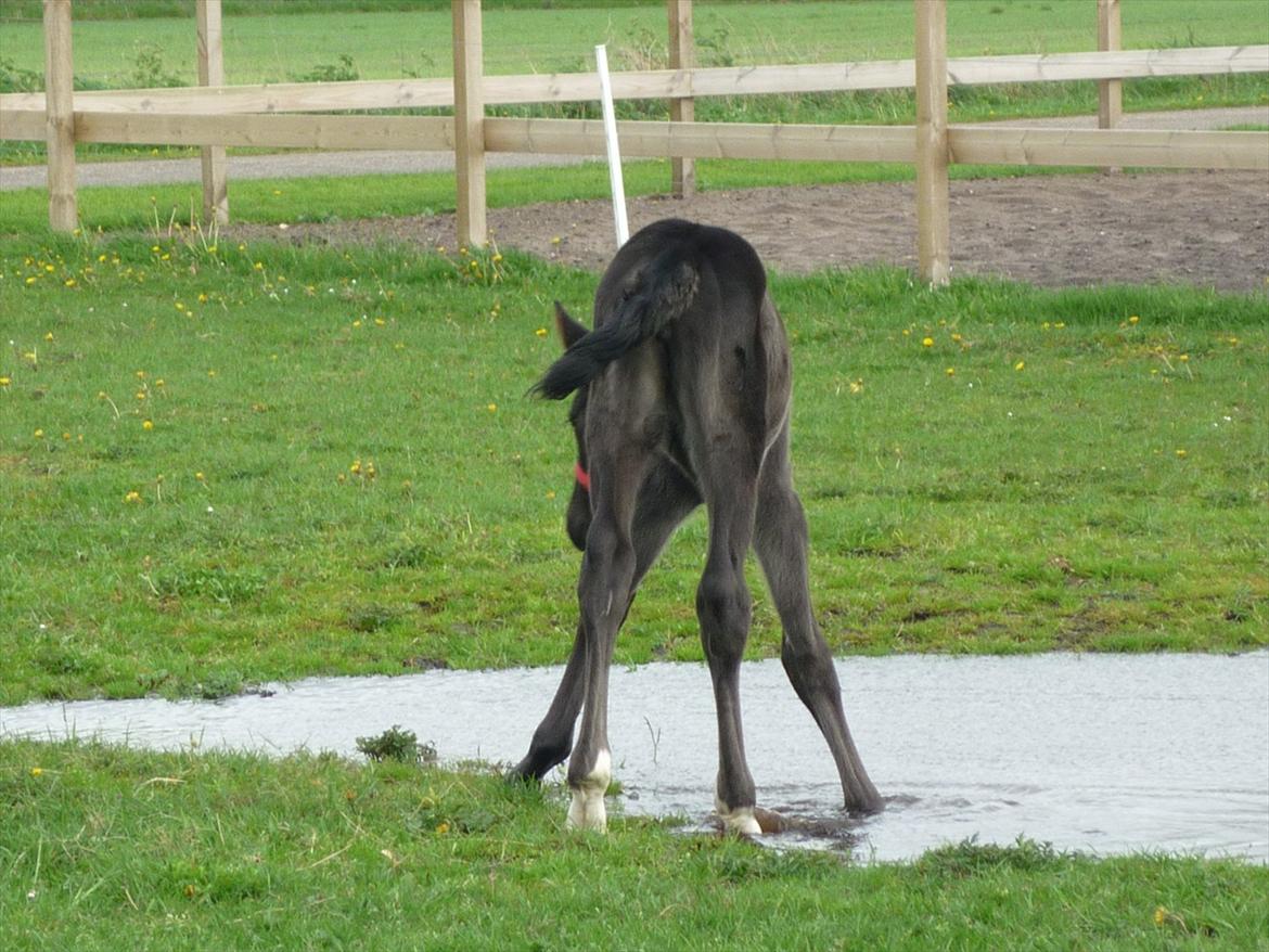 Oldenborg Spankengårdens Zola billede 4