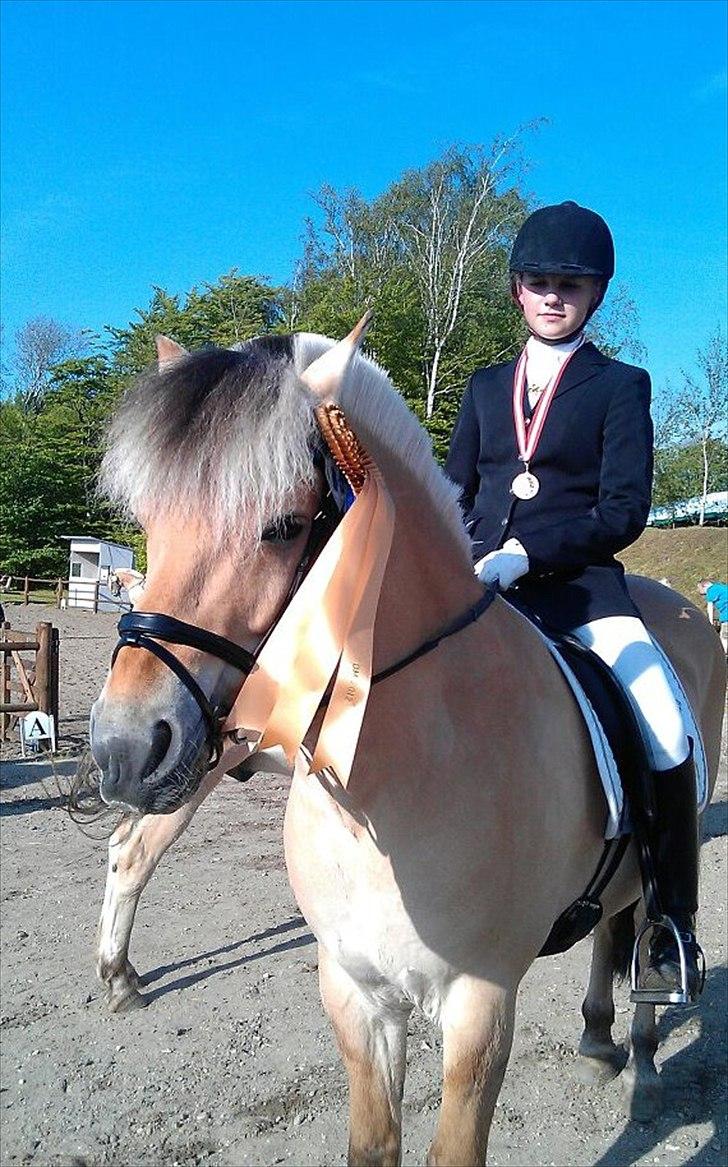 Fjordhest Florian Skovå - Efter premie overækkelse til DM! :-) 2012 billede 7