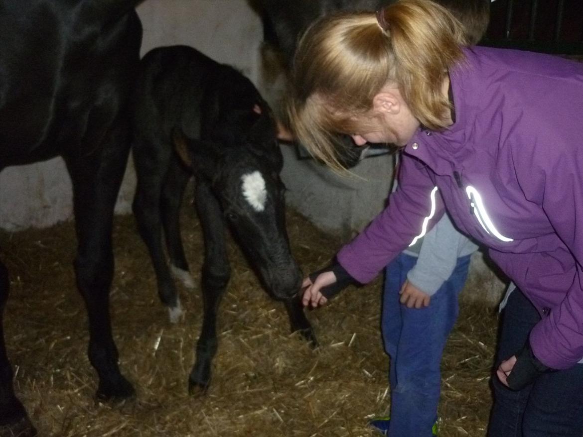 Oldenborg Spankengårdens Zola billede 8