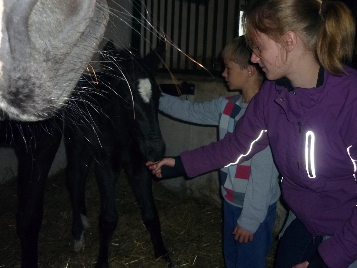 Oldenborg Spankengårdens Zola billede 9