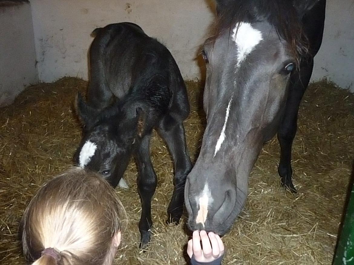 Oldenborg Spankengårdens Zola billede 11