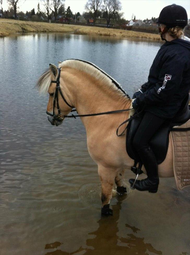 Fjordhest Florian Skovå - Vandet er kun farligt i starten... ;-) billede 5