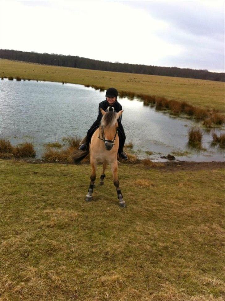 Fjordhest Florian Skovå - I dyrehaven med Cille<3 billede 10