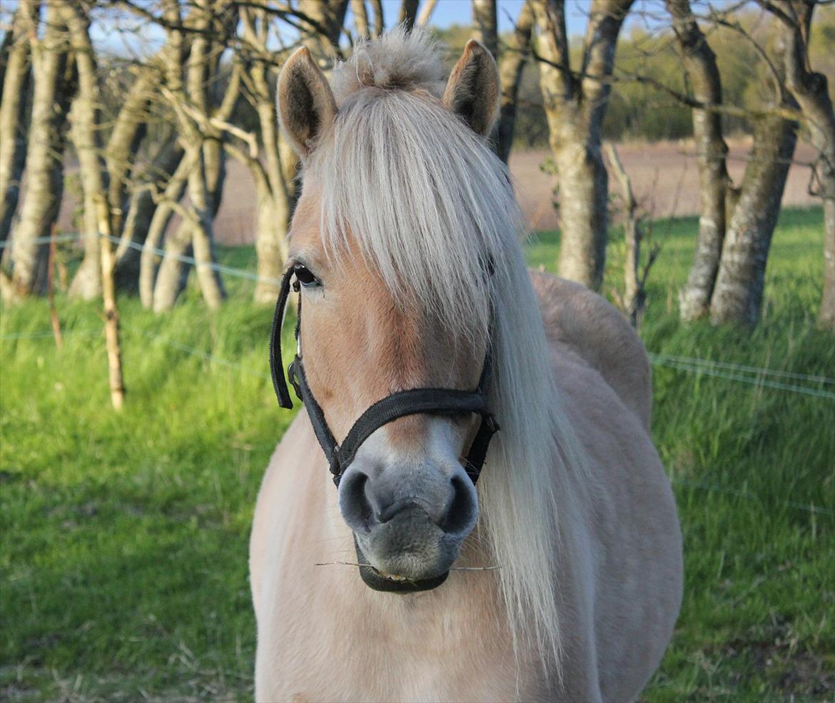 Anden særlig race Tøsen (-:. billede 4