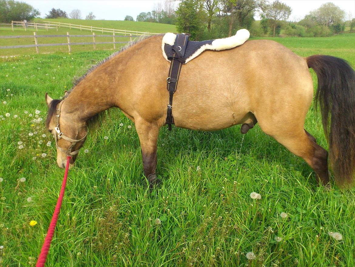 Anden særlig race Harbygaards Eddie Murphy billede 19