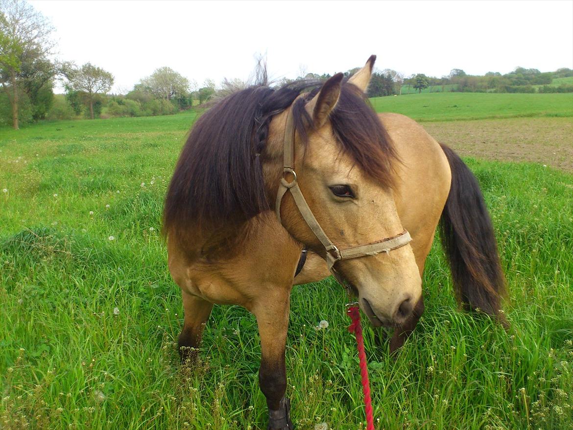 Anden særlig race Harbygaards Eddie Murphy billede 20