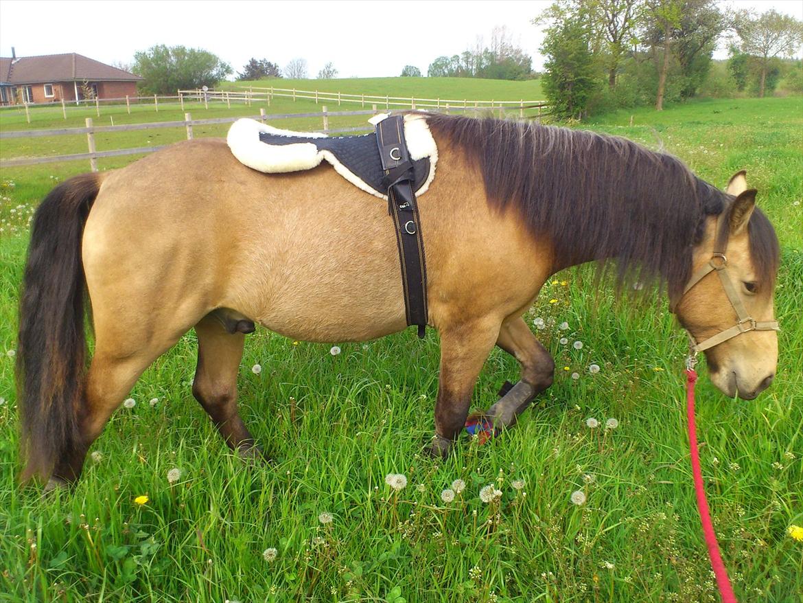 Anden særlig race Harbygaards Eddie Murphy billede 2