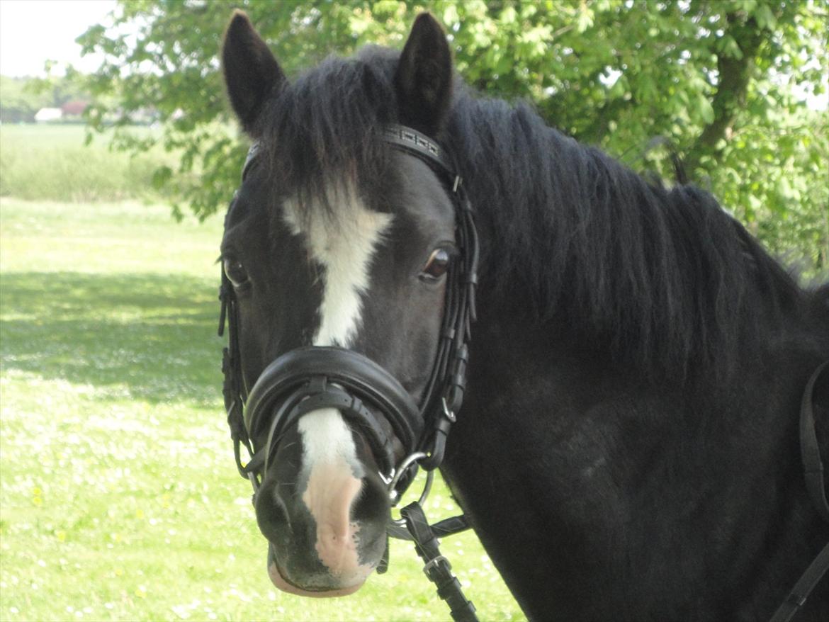 Welsh Pony af Cob-type (sec C) Stensbækgaards Asterix (gammel låne pony) - Asterix.<3
Forår 2012 billede 17