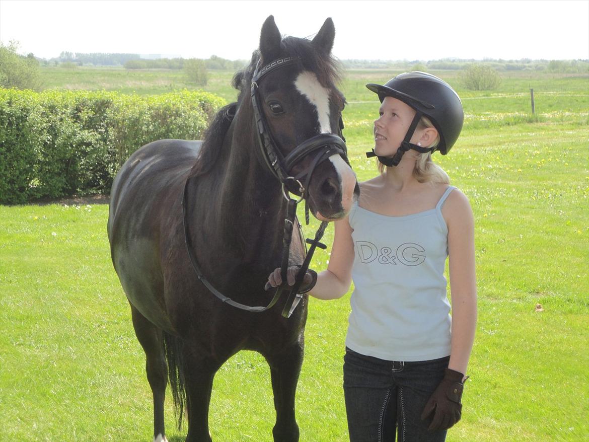 Welsh Pony af Cob-type (sec C) Stensbækgaards Asterix (gammel låne pony) - Hygge.<3
Forår 2012 billede 19