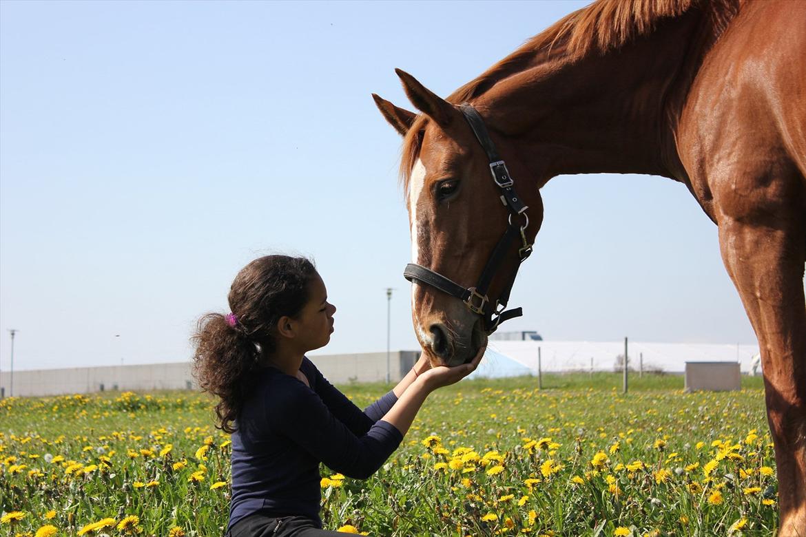 Dansk Varmblod Stedets Leda (Lille Liden) *Min øjesten* - Der er så mange dage hvor du er så træls! Men jeg glemmer ALDRIG hvor meget jeg elsker dig! 20/5 2012 billede 17