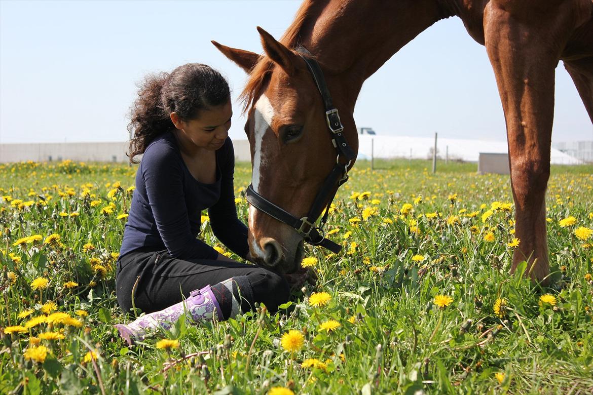 Dansk Varmblod Stedets Leda (Lille Liden) *Min øjesten* - Elsker dig Leeeden :)<3
Jeg har redet dig i 2 år hvoraf 1 af årene har jeg haft part på dig! Du betyder alt! billede 18