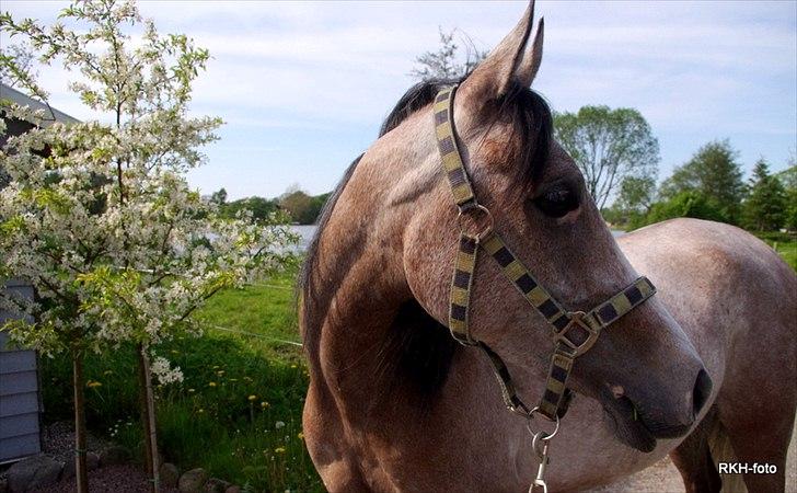 Arabisk fuldblod (OX) Zenitt - den smukkeste af dem alle. billede 7