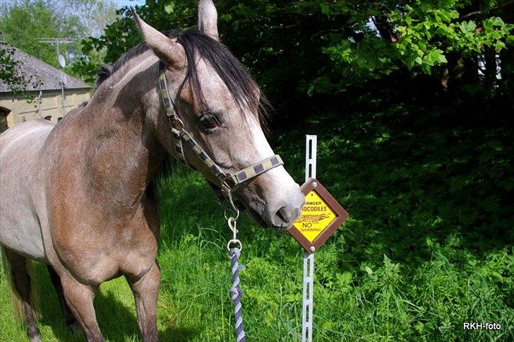 Arabisk fuldblod (OX) Zenitt - min helt egen farlige krokodille! <3 billede 8