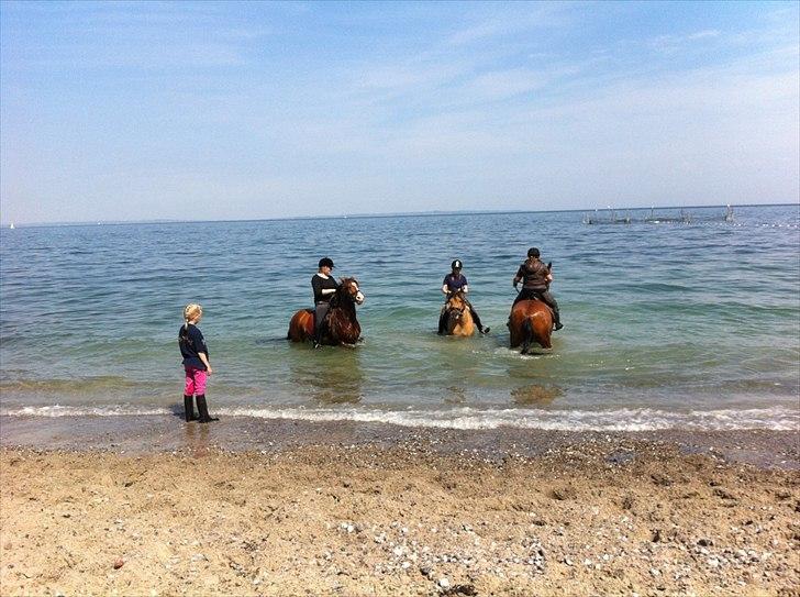 Anden særlig race Sunny -min solstråle<3 - vandhund sunny <3 billede 14