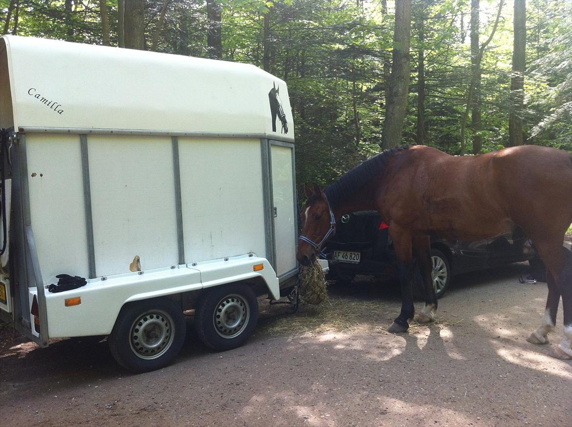 Anden særlig race Sunny -min solstråle<3 - Sunny og hans nye trailer <3 billede 15