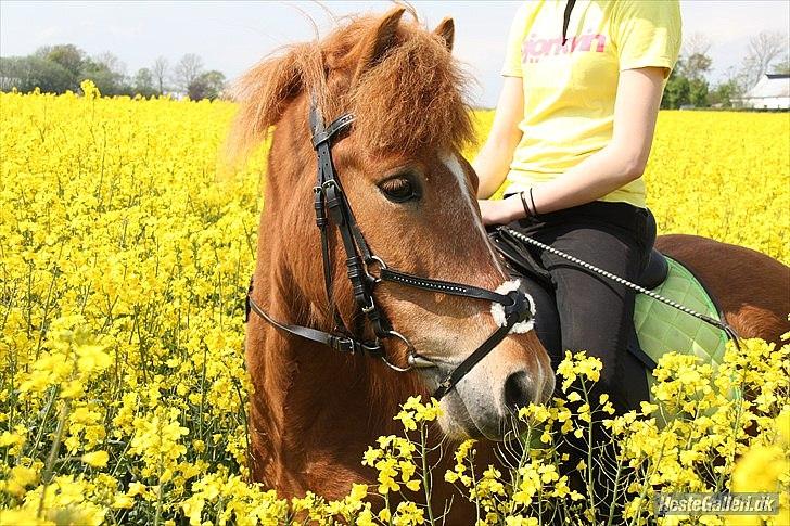 Islænder .:Gaski Fra Stokbro:. .:Perlen: *Mors* - En dejlig solskins dag!:)<3
20-05-12

foto: Pernille Hansen billede 1
