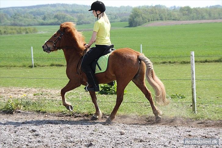 Islænder .:Gaski Fra Stokbro:. .:Perlen: *Mors* - ikk den bedste tölt, men rent det går han, klokker skal der bare bruges!:D

Foto: Pernille Hansen billede 13