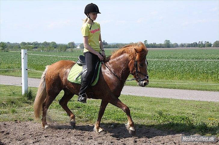 Islænder .:Gaski Fra Stokbro:. .:Perlen: *Mors* - Vi traver med løse tøjler!:)

Foto: Pernille Hansen billede 14