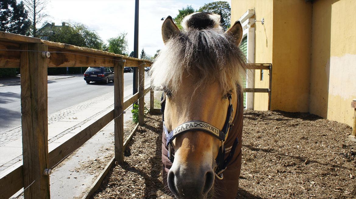 Fjordhest Florian Skovå - På lillefold!?<3 Davs;-) billede 11