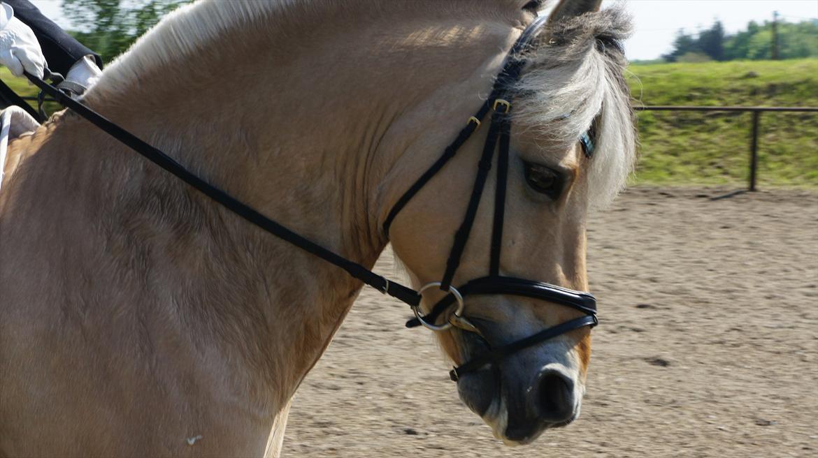 Fjordhest Florian Skovå - Taget i farten;-) LA1 vi red til 66% 3 plads:-) billede 1