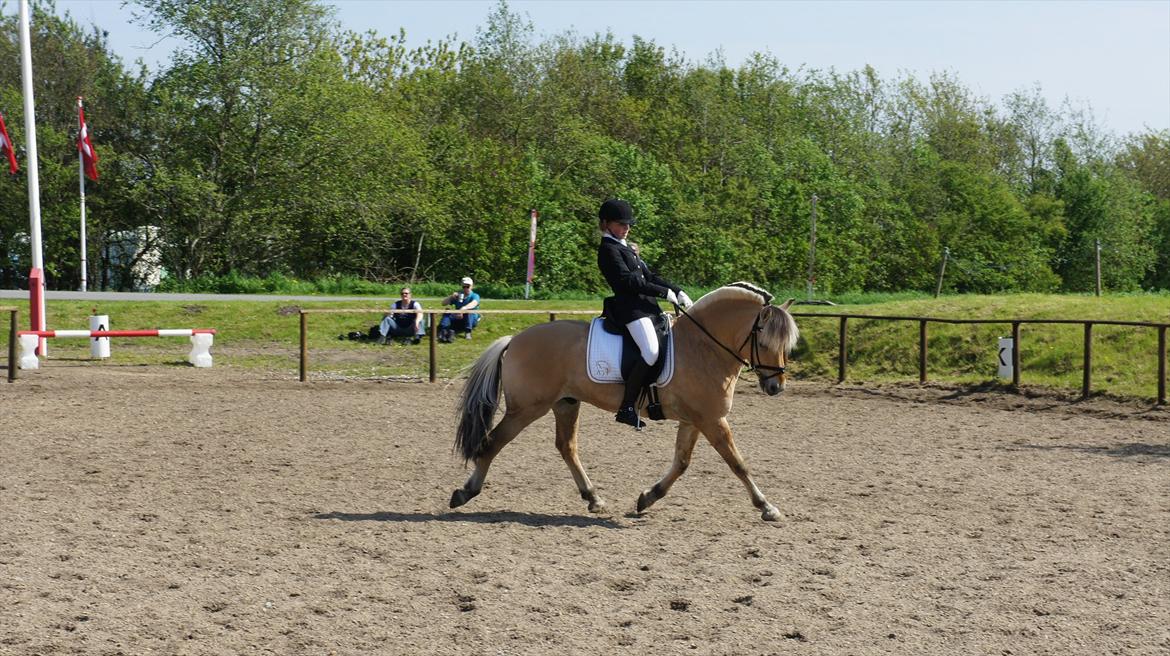 Fjordhest Florian Skovå - LA1 66% 3 plads billede 2