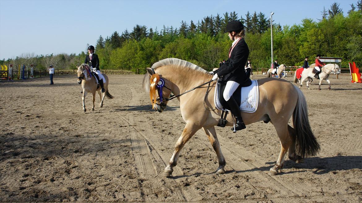 Fjordhest Florian Skovå - Æresrunde i skridt xD DM billede 12