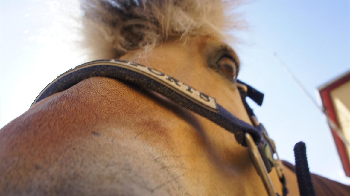 Fjordhest Florian Skovå - heeeiij!! Nu spiser jeg dig!!:-D  billede 13