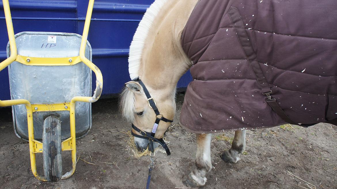 Fjordhest Florian Skovå - Er lige kommet til Birken! ;-) billede 15
