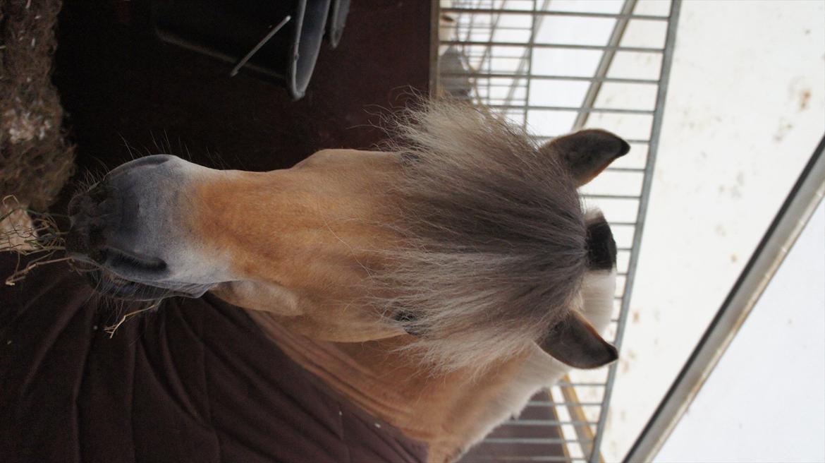 Fjordhest Florian Skovå - I stævneboks:-) billede 14