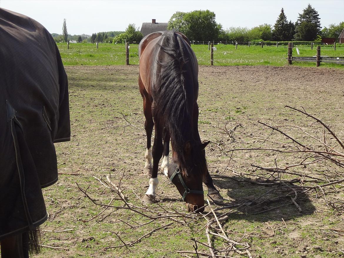 Dansk Varmblod Magic's Zalvaro billede 1