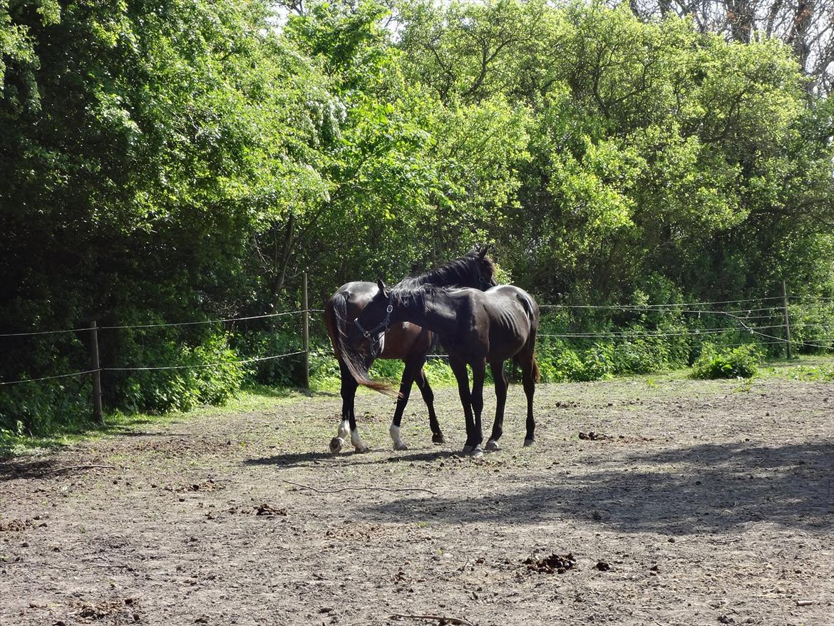 Dansk Varmblod Magic's Zalvaro billede 2