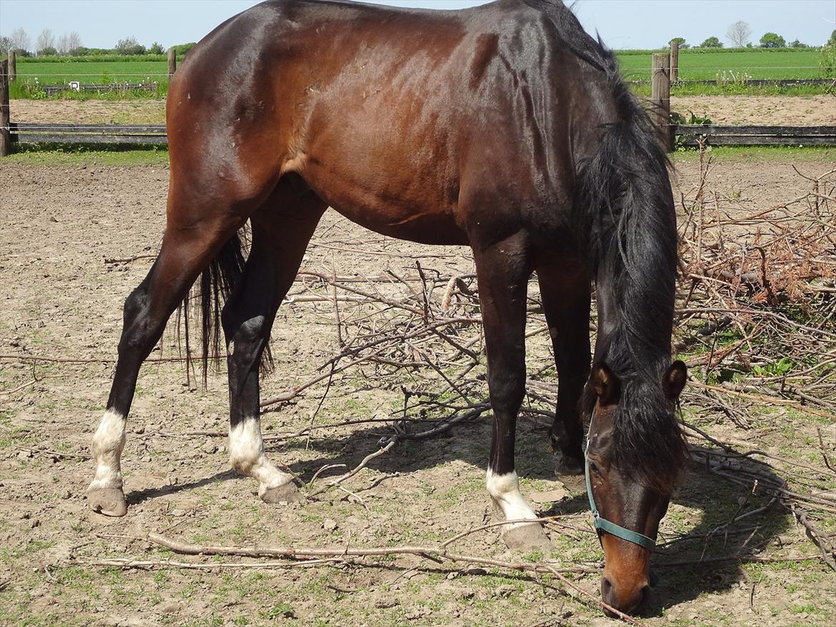 Dansk Varmblod Magic's Zalvaro billede 3