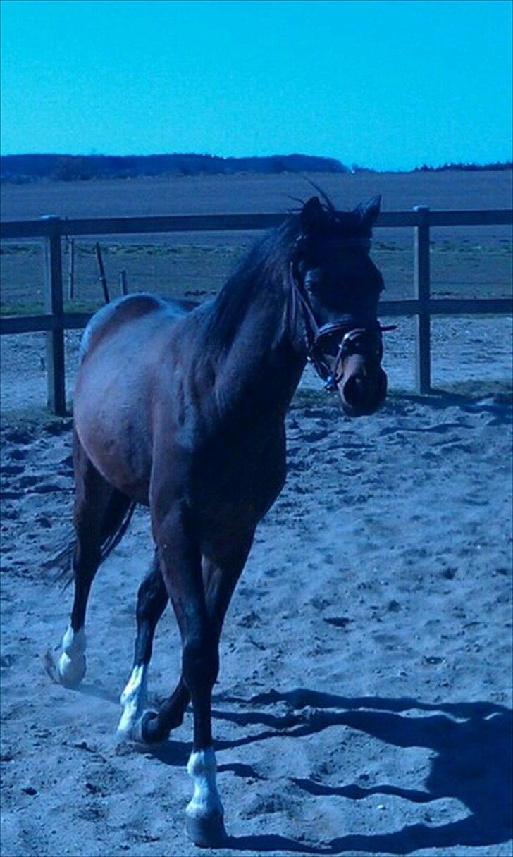 Dansk Varmblod Magic's Zalvaro billede 4