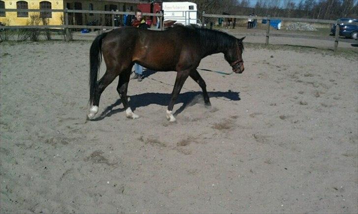 Dansk Varmblod Magic's Zalvaro billede 5