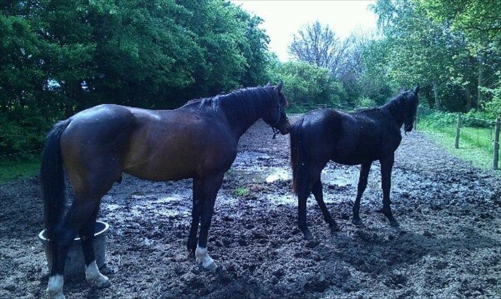 Dansk Varmblod Magic's Zalvaro billede 6