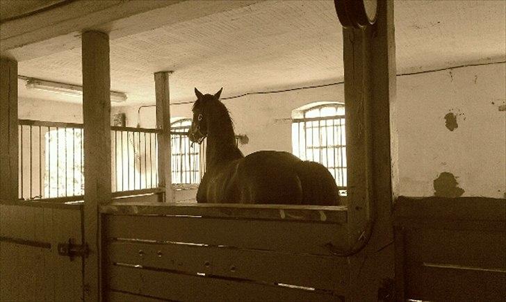 Dansk Varmblod Magic's Zalvaro billede 7