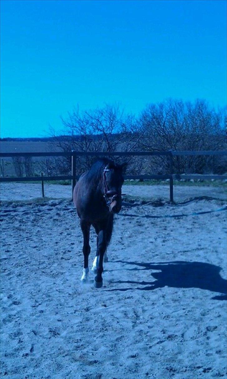 Dansk Varmblod Magic's Zalvaro billede 8