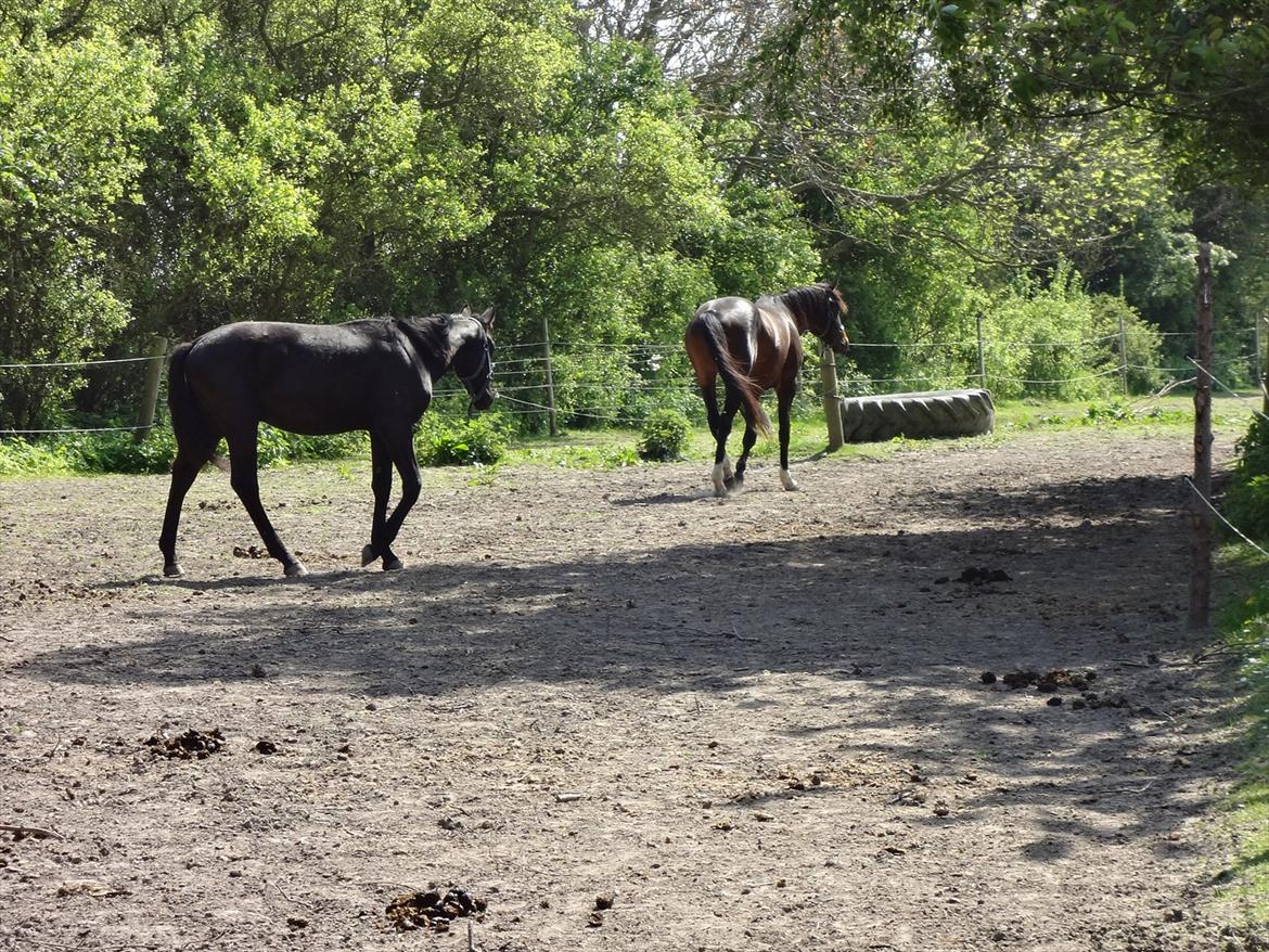 Dansk Varmblod Magic's Zalvaro billede 9