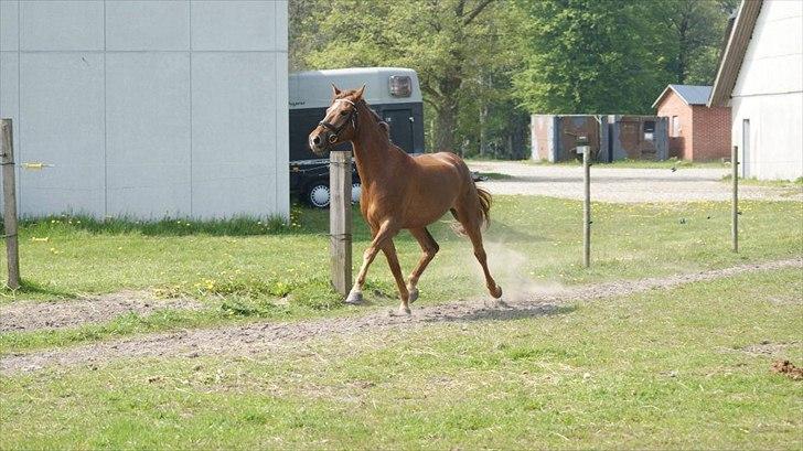 Anden særlig race Ricardo - Solgt - Blære røv :-) billede 14